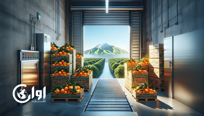 آماده‌سازی مرکبات مازندران و گلستان برای صادرات در ۲۰۲۵؛ سورتینگ، بسته‌بندی و سردخانه_اوان تجارت